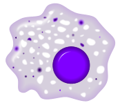 Macrophage cell diagram