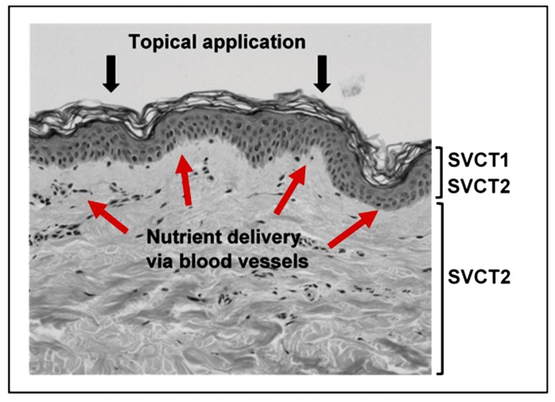 Delivery of nutrients to the skin. The location of the vitamin C transport proteins SVCT1 and SVCT2 are indicated. Red arrows depict nutrient flow from the blood vessels in the dermis to the epidermal layer. Nutrients delivered by topical application would need to penetrate the barrier formed by the stratum corneum. from [4]
