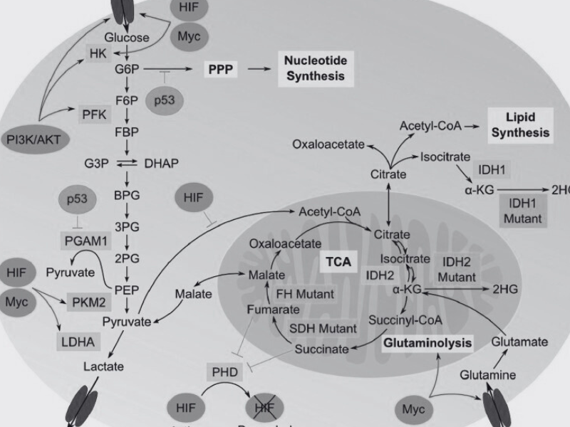 Endocrine system cover image clean.png