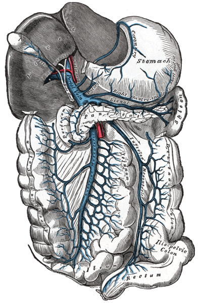 File:Digestive-tract.png