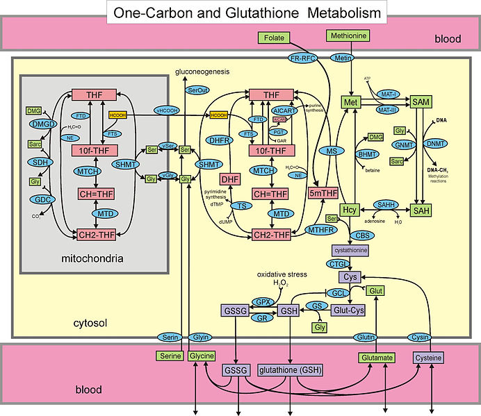 File:One-carbon metabolism and the transsulfuration pathway.jpg