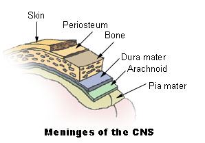 File:Meninges of the CNS.JPG