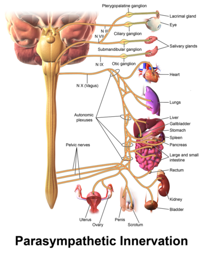 Parasympathetic Innervation.png