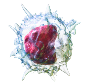Illustration of a monocyte