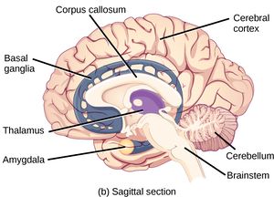 Brain diagram CNS.jpg
