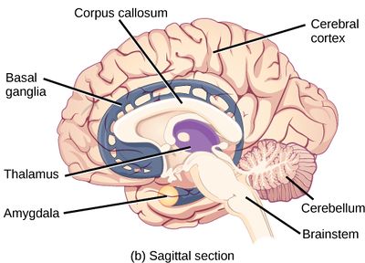 Diagram of brain showing Corpus callosum, cerebral cortex, cerebellum, brainsteam, amydala, thalamus, basal ganglia.