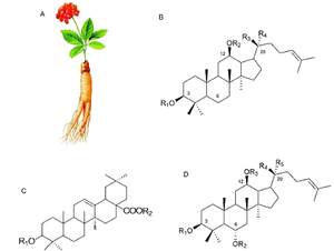 Ginseng plant.png