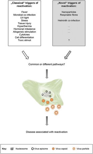 Classical triggers for herpesvirus reactivation: Fever, Microbial co-inrfection, UV-light, Stress, Tissue injury, Hyperthermia, Hormonal imbalance, Allogeneic stimulation, Cytokines, Cell differentiation, Toxic stimuli Novel triggers for reactivation: Nanoparticles, Respirable fibres, Helminth co-infection, ? The classic and novel triggers may have common or different pathways.