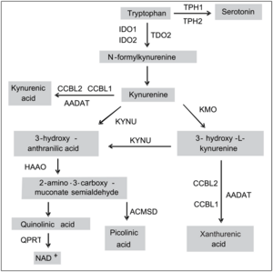 Kynurenine pathway diagram.png
