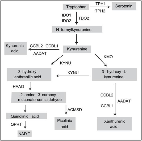 File:Kynurenine pathway diagram.png