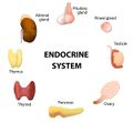 Endocrine system