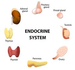 Endocrine.jpg