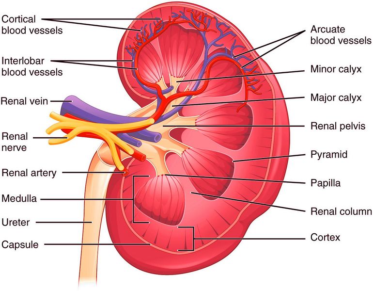 File:Kidney Diagram.jpeg