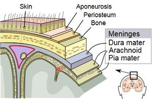 Meninges of the central nervous parts.JPG