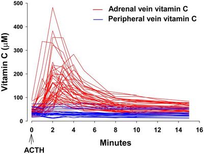 Adrenal gland Vitamin C rates in and out