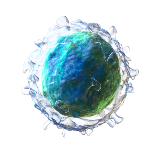 File:Lymphocyte-B-cell.png