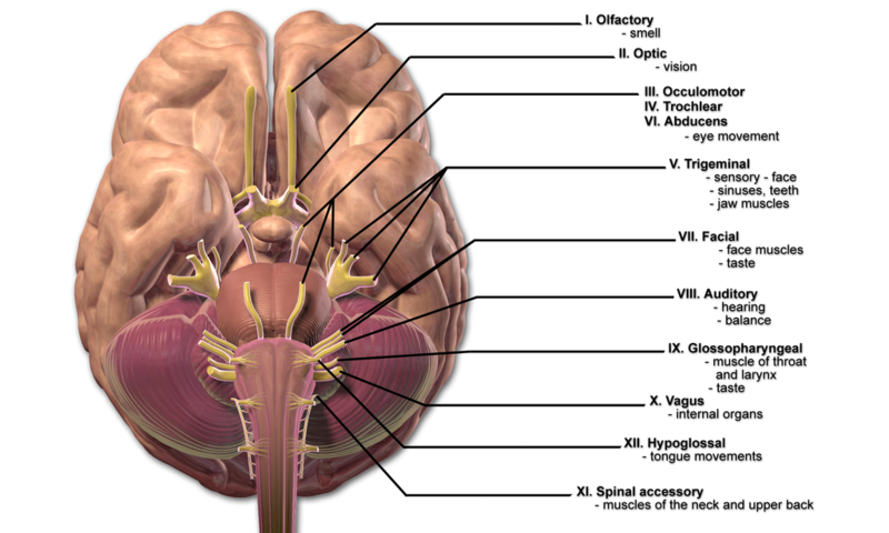 File:Cranial Nerves.png