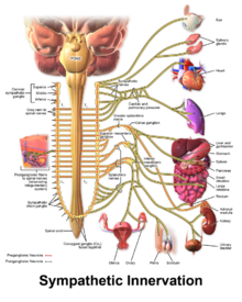 Sympathetic Innervation.png