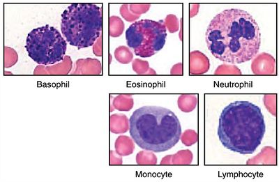 Leucocyte types.jpg