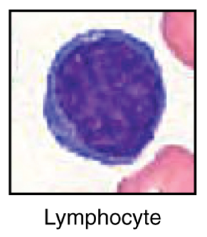 Lymphocyte.png