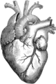 Cardiovascular system