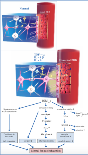 Microglia and Astrocyte Dysfunction.png