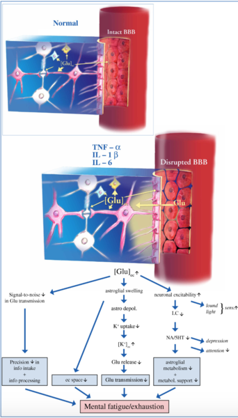 File:Microglia and Astrocyte Dysfunction.png