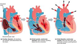 Heart function.jpg