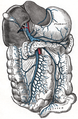 Digestive system