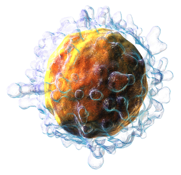 File:Lymphocyte-Tcell.png